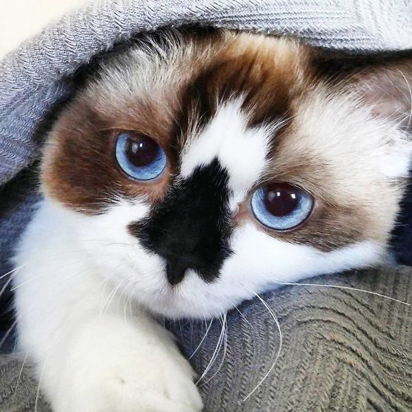 Альберт - один из самых очаровательных котов породы манчкин