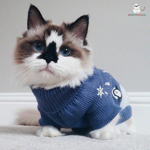 Альберт - один из самых очаровательных котов породы манчкин